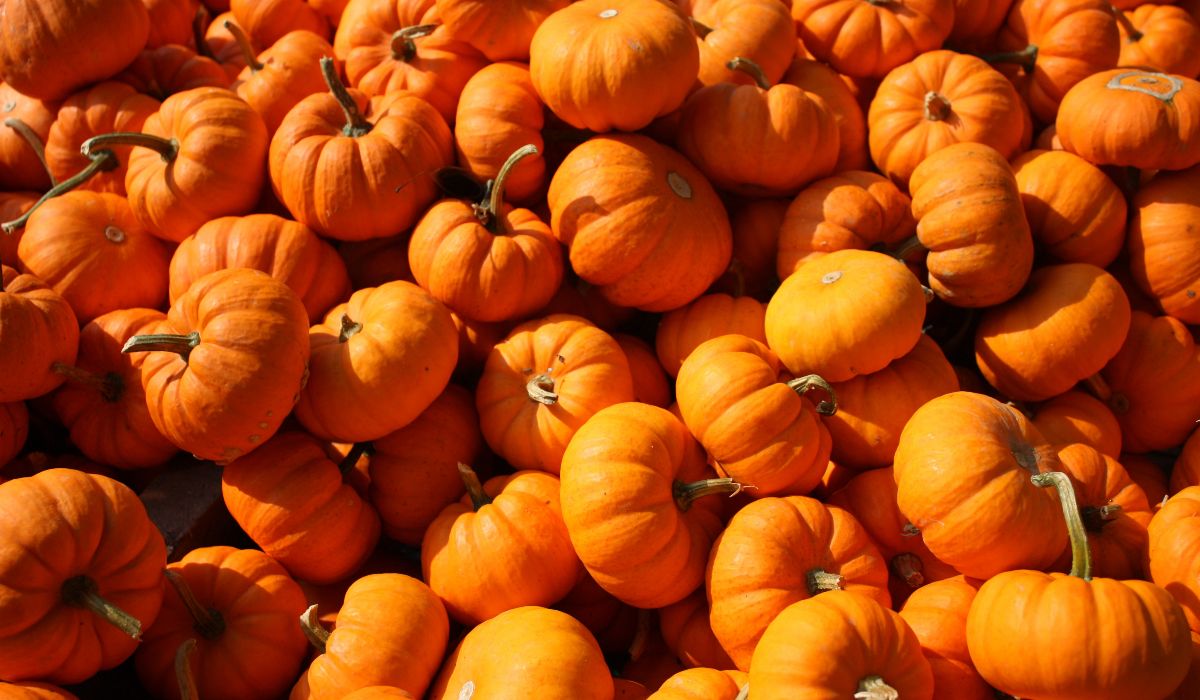 Nothing of the Pumpkin is Thrown Away: Anti-Waste Tricks for Halloween Nothing of the Pumpkin is Thrown Away: Anti-Waste Tricks for Halloween